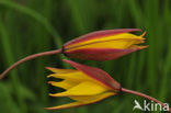 Wilde tulp (Tulipa bakeri)