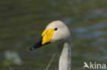 Wilde Zwaan (Cygnus cygnus)