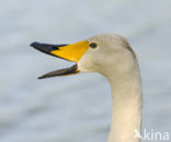 Wilde Zwaan (Cygnus cygnus)