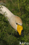 Wilde Zwaan (Cygnus cygnus)