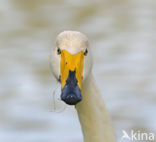 Wilde Zwaan (Cygnus cygnus)