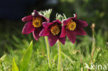 Pasqueflower (Pulsatilla vulgaris)