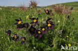 Pasqueflower (Pulsatilla vulgaris)