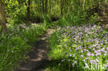 Winterpostelein (Claytonia)