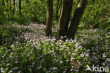 Winterpostelein (Claytonia)