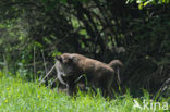 Wisent (Bison bonasus) 