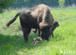 Wisent (Bison bonasus) 