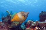 American whitespotted filefish (Cantherhines macrocerus)