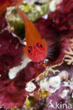 Striped triplefin (Helcogramma striata)