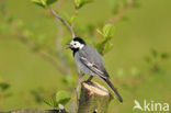 Witte Kwikstaart (Motacilla alba)