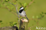 Witte Kwikstaart (Motacilla alba)