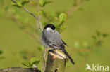 Witte Kwikstaart (Motacilla alba)