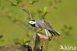 Witte Kwikstaart (Motacilla alba)