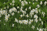 Pheasant’s-eye Daffodil (Narcissus poeticus)