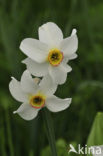 Pheasant’s-eye Daffodil (Narcissus poeticus)