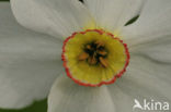Pheasant’s-eye Daffodil (Narcissus poeticus)