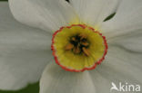 Witte narcis