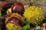 Witte paardenkastanje (Aesculus hippocastanum)