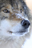 Wolf (Canis lupus)