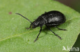 Wormzaadhaantje (Galeruca tanaceti)