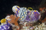 Sea slug (Phyllidia elegans)