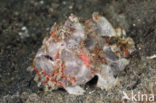 Warty frogfish (Antennarius maculatus)