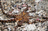 Wunderpus octopus (Wunderpus photogenicus)