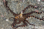 Wunderpus octopus (Wunderpus photogenicus)