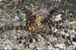 Wunderpus octopus (Wunderpus photogenicus)