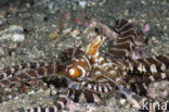 Wunderpus octopus (Wunderpus photogenicus)