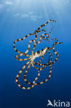 Wunderpus octopus (Wunderpus photogenicus)