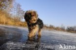 Yorkshire terrier (Canis domesticus)