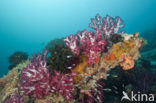 Thistle Coral (Dendronephthya spec.)