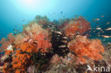 Thistle Coral (Dendronephthya spec.)