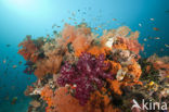 Zacht koraal (Dendronephthya spec.)