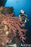 Soft Coral (Chironephthya sp)