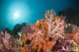 Thistle Coral (Dendronephthya spec.)