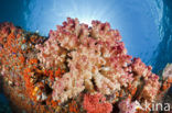 Thistle Coral (Dendronephthya spec.)