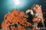 Thistle Coral (Dendronephthya spec.)