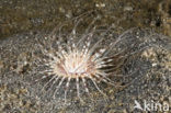 Tube anemone (Cerianthus spec)