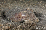 Cuttlefish (Sepia sp.)