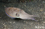 Cuttlefish (Sepia sp.)