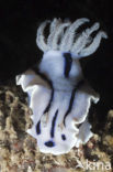 Zeenaaktslak (Chromodoris willani)