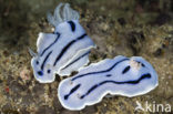 Sea slug (Chromodoris willani)
