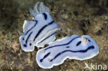 Zeenaaktslak (Chromodoris willani)