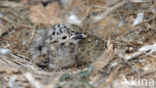 Zilvermeeuw (Larus argentatus)