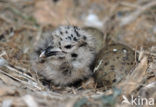 Zilvermeeuw (Larus argentatus)