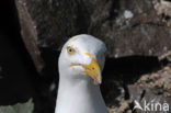 Zilvermeeuw (Larus argentatus)