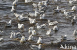 Zilvermeeuw (Larus argentatus)