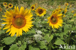 Common Annual Sunflower (Helianthus annuus)